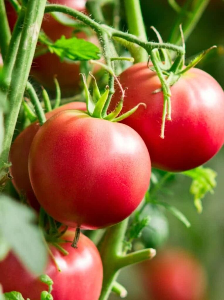 Tomatoes