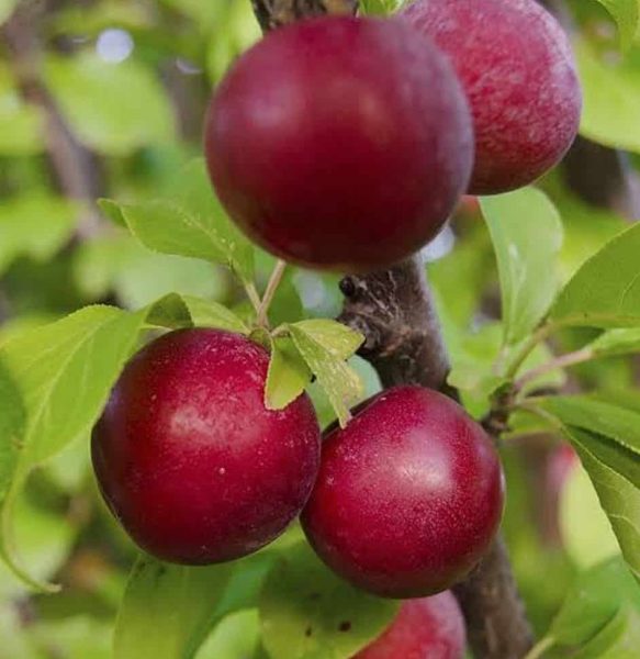 Low-Maintenance Fruit Trees to Grow in Your Yard - StardomFigure